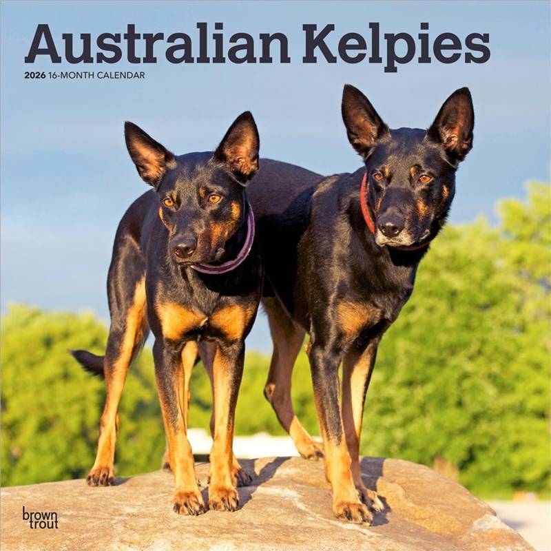 Australian Kelpies 2026 Square Calendar/Product Detail/Calendars & Diaries
