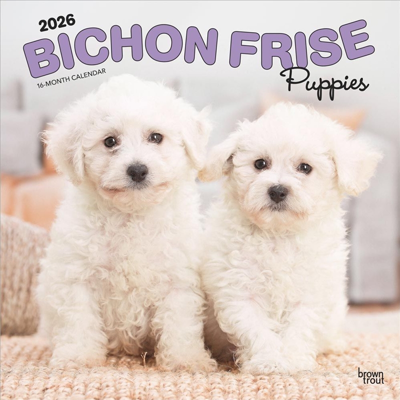 Bichon Frise Puppies 2026 Square Calendar/Product Detail/Calendars & Diaries