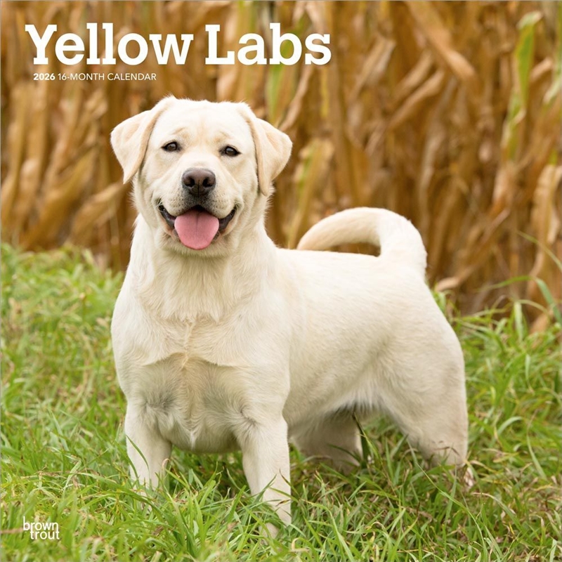 Labrador Retrievers, Yellow 2026 Square Calendar/Product Detail/Calendars & Diaries