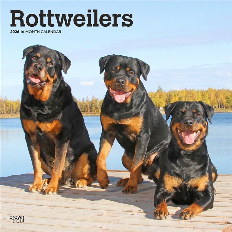 Rottweilers 2026 Square Calendar/Product Detail/Calendars & Diaries