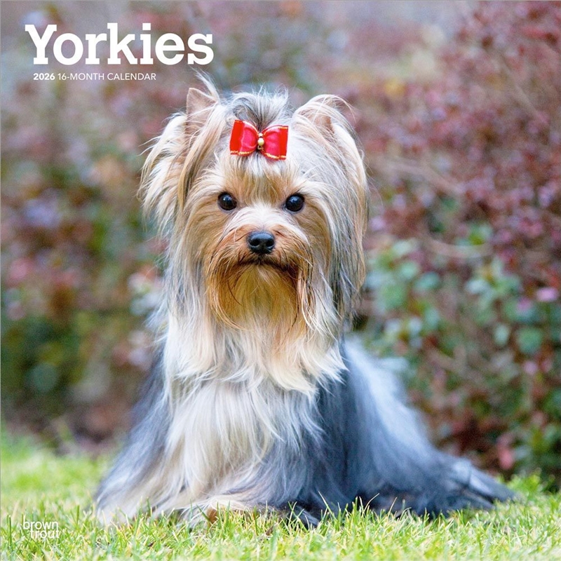 Yorkshire Terriers 2026 Square Calendar/Product Detail/Calendars & Diaries