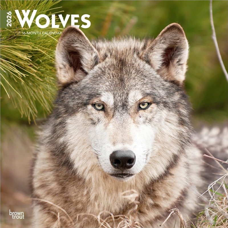 thumbnail image 2 of Wolves 2026 Wall Calendar – Full Size 12x24 – Made In USA – MegaCalendars 13301 2 of 5