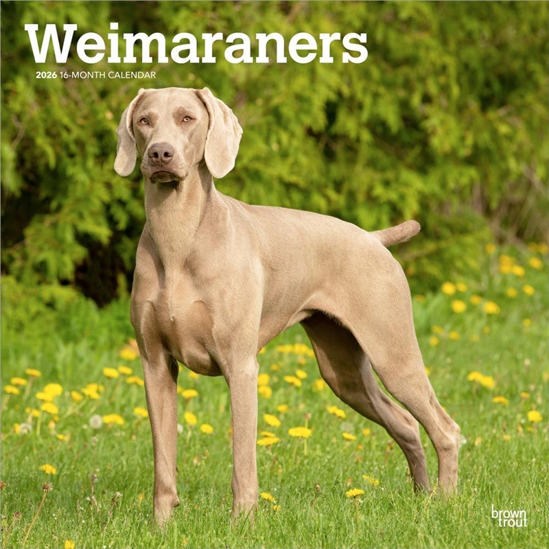 Weimaraners 2026 Square Calendar/Product Detail/Calendars & Diaries