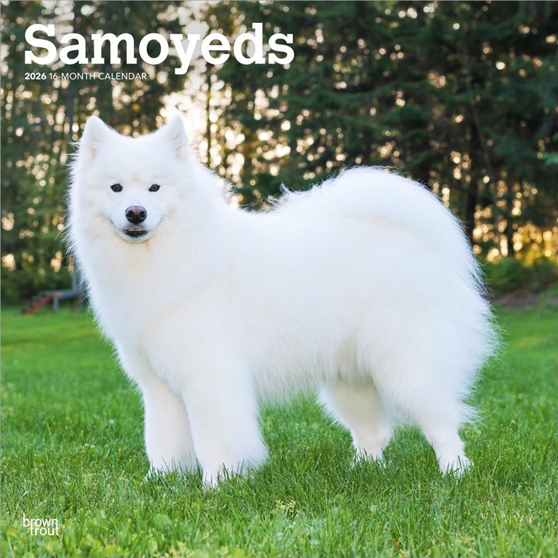 Samoyeds 2026 Square Calendar/Product Detail/Calendars & Diaries