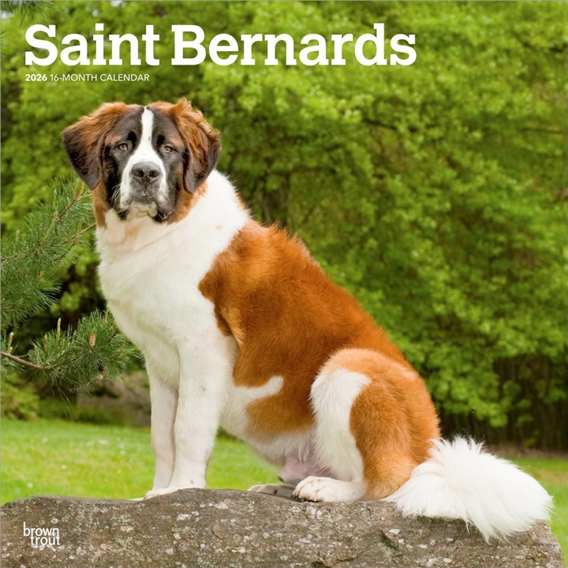 Saint Bernards 2026 Square Calendar/Product Detail/Calendars & Diaries