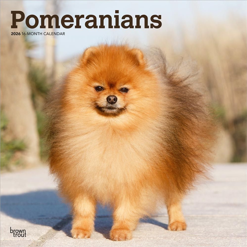 Pomeranians 2026 Square Calendar/Product Detail/Calendars & Diaries