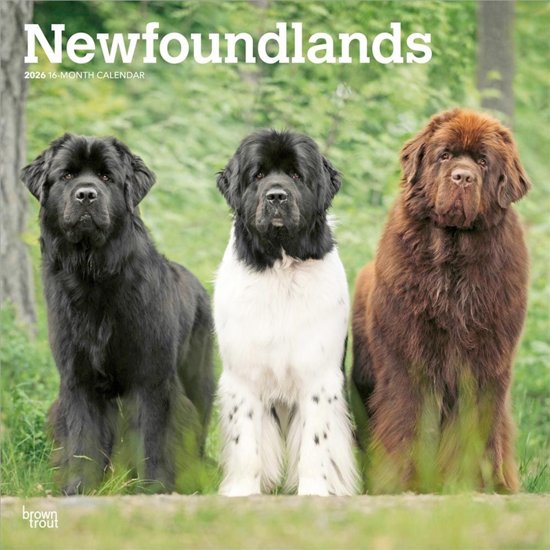 Newfoundlands 2026 Square Calendar/Product Detail/Calendars & Diaries
