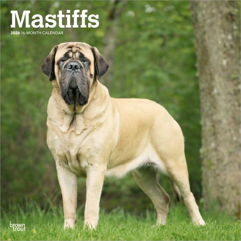 Mastiffs 2026 Square Calendar/Product Detail/Calendars & Diaries