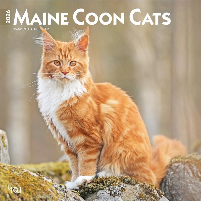 Maine Coon Cats 2026 Square Calendar/Product Detail/Calendars & Diaries