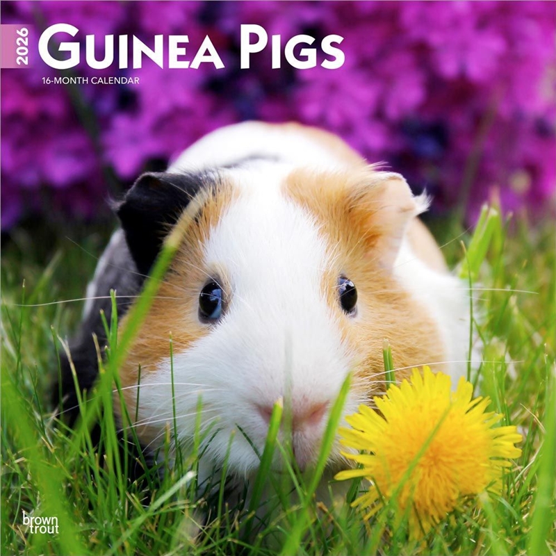 Guinea Pigs 2026 Square Calendar/Product Detail/Calendars & Diaries