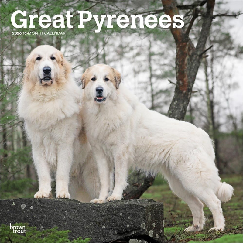 Great Pyrenees 2026 Square Calendar/Product Detail/Calendars & Diaries