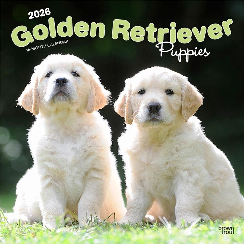 Curated visual reference: Golden Retriever Puppies 2026 Square Calendar Photo Inspiration