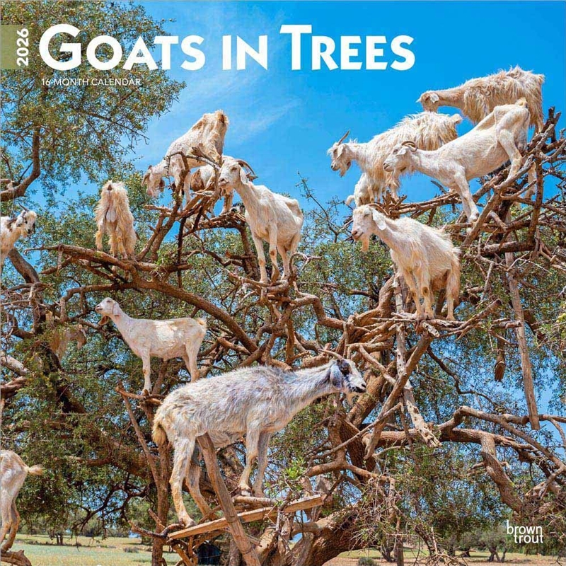 Goats In Trees 2026 Square Calendar/Product Detail/Calendars & Diaries