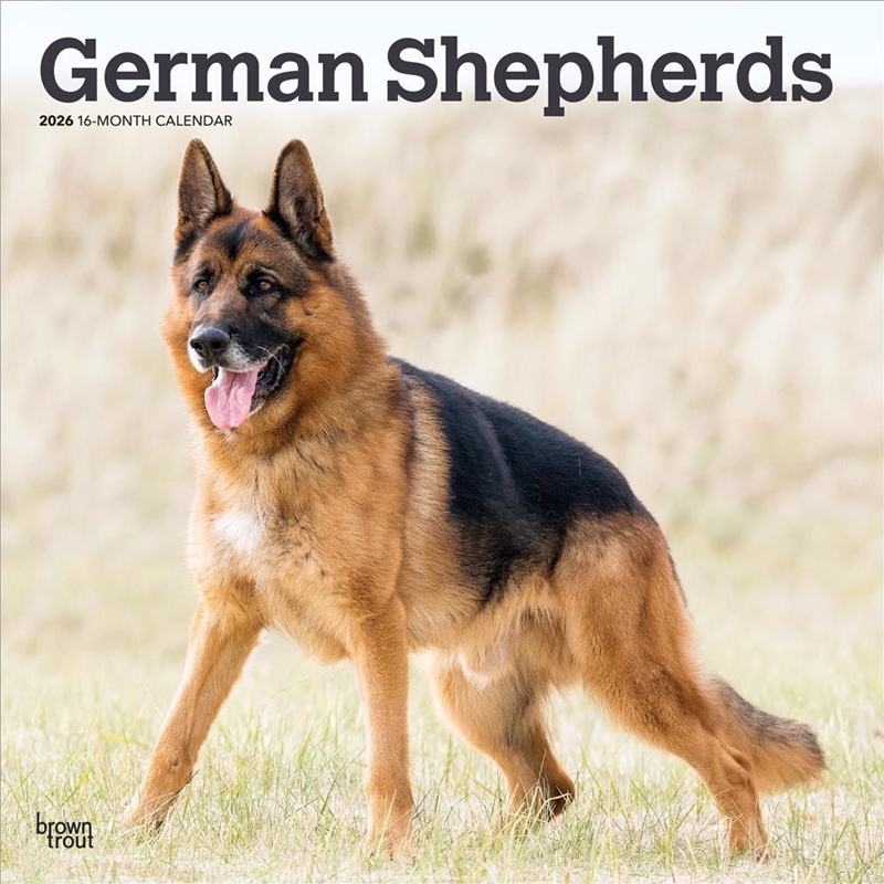 German Shepherds 2026 Square Calendar/Product Detail/Calendars & Diaries