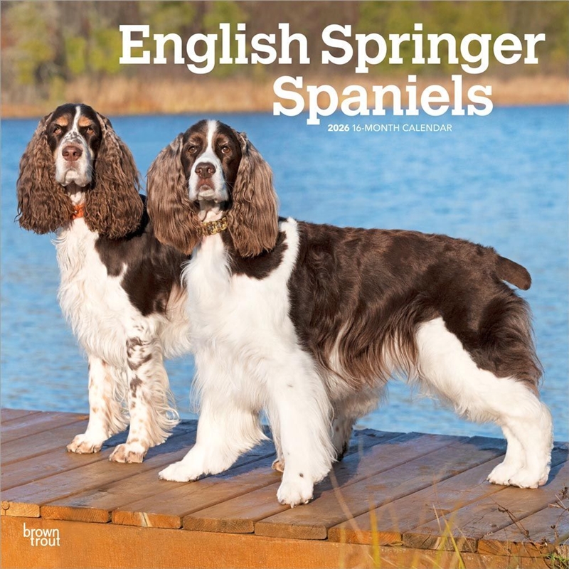 English Springer Spaniels 2026 Square Calendar/Product Detail/Calendars & Diaries
