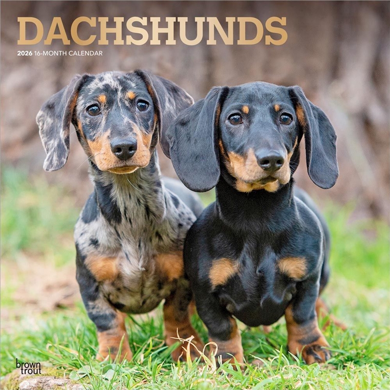 Dachshunds 2026 Square Foil Calendar/Product Detail/Calendars & Diaries