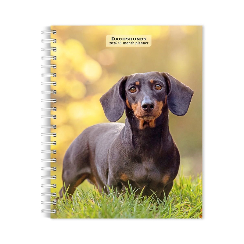Dachshunds 2026 Engagement Calendar/Product Detail/Calendars & Diaries