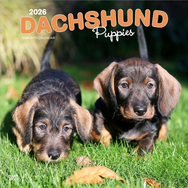 Dachshund Puppies 2026 Square Calendar/Product Detail/Calendars & Diaries