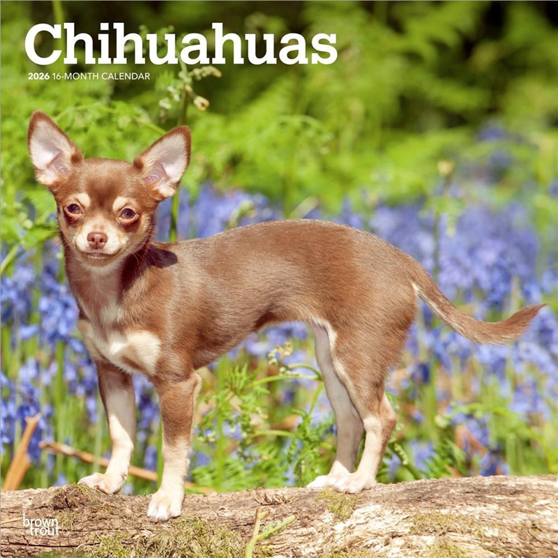 Chihuahuas 2026 Square Calendar/Product Detail/Calendars & Diaries