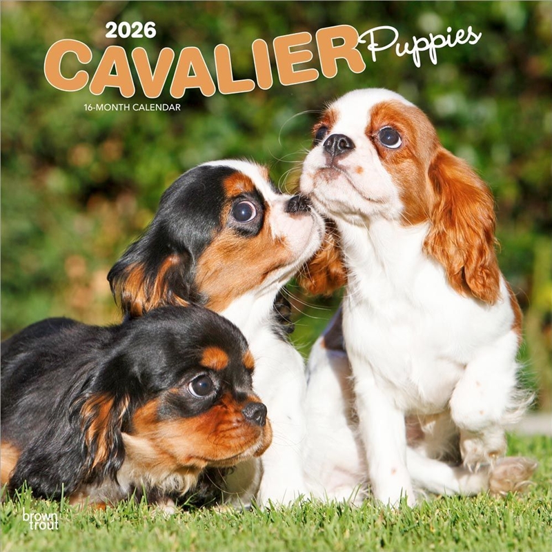 Cavalier King Charles Spaniel Puppies 2026 Square Calendar/Product Detail/Calendars & Diaries