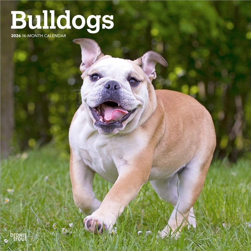 Bulldogs 2026 Square Calendar/Product Detail/Calendars & Diaries