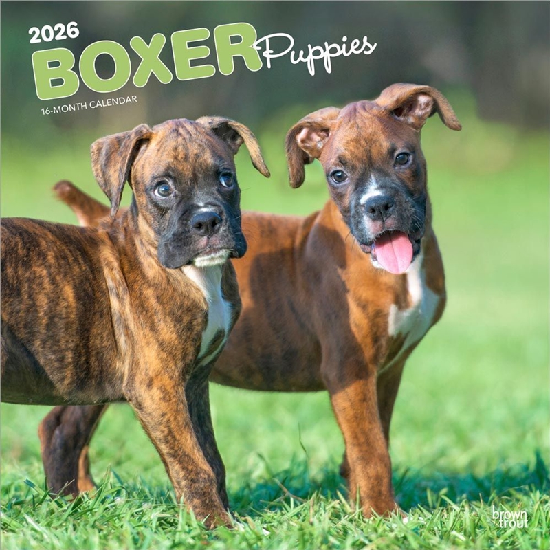 Boxer Puppies 2026 Square Calendar/Product Detail/Calendars & Diaries