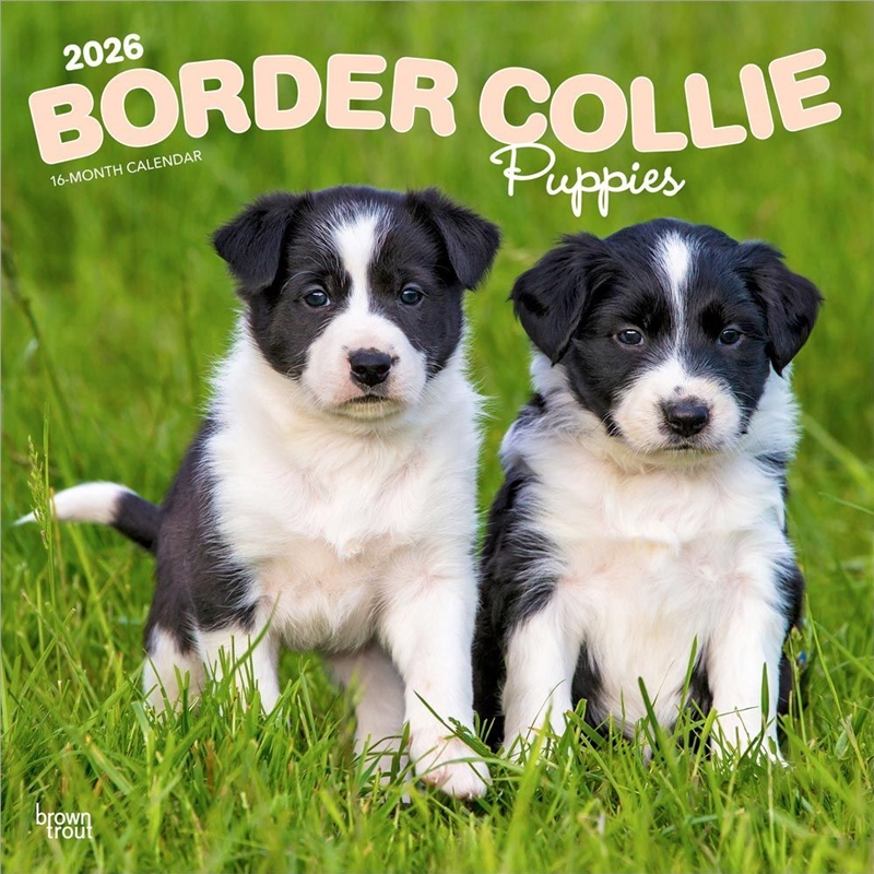 Border Collie Puppies 2026 Square Calendar/Product Detail/Calendars & Diaries