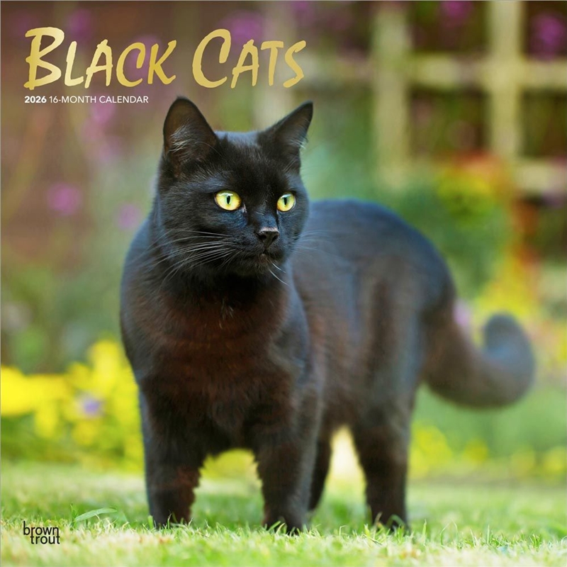 Black Cats 2026 Square Foil Calendar/Product Detail/Calendars & Diaries