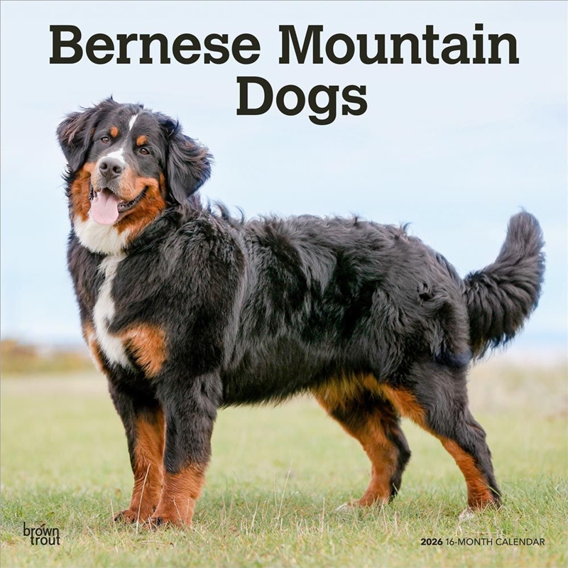 Bernese Mountain Dogs 2026 Square Calendar/Product Detail/Calendars & Diaries
