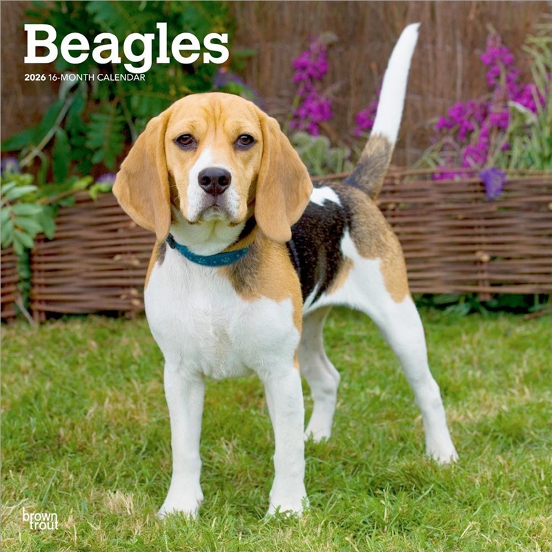 Beagles 2026 Square Calendar/Product Detail/Calendars & Diaries
