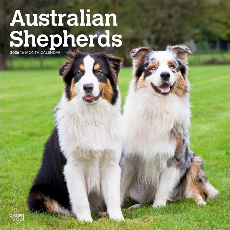 Australian Shepherds 2026 Square Calendar/Product Detail/Calendars & Diaries