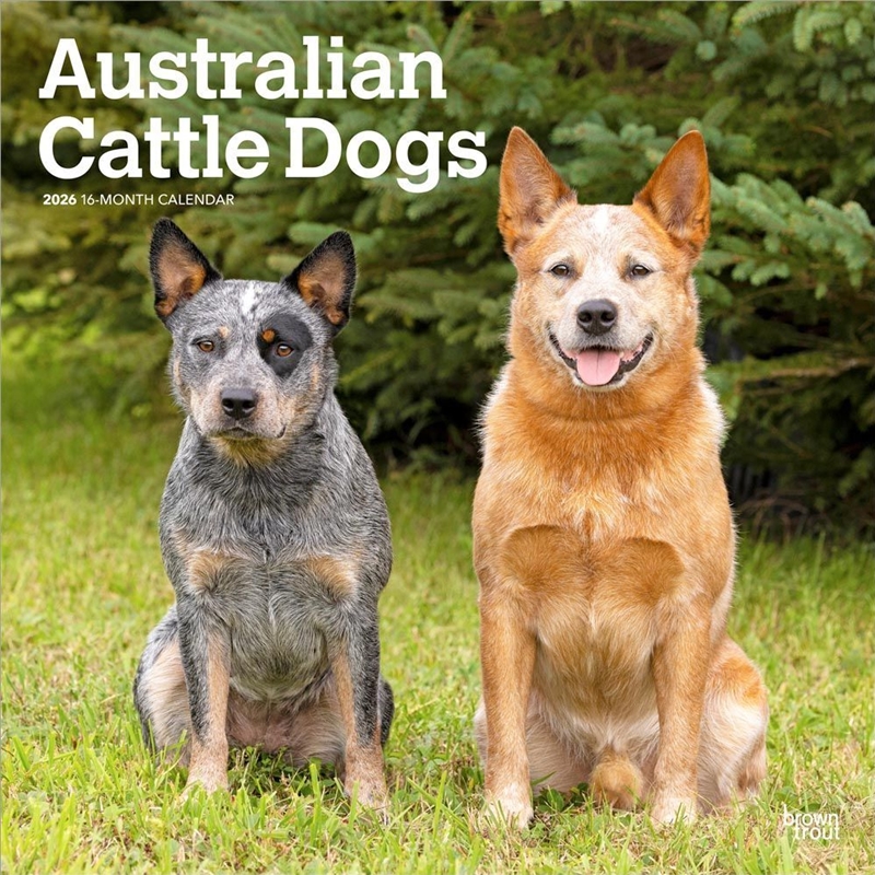 Australian Cattle Dogs 2026 Square Calendar/Product Detail/Calendars & Diaries
