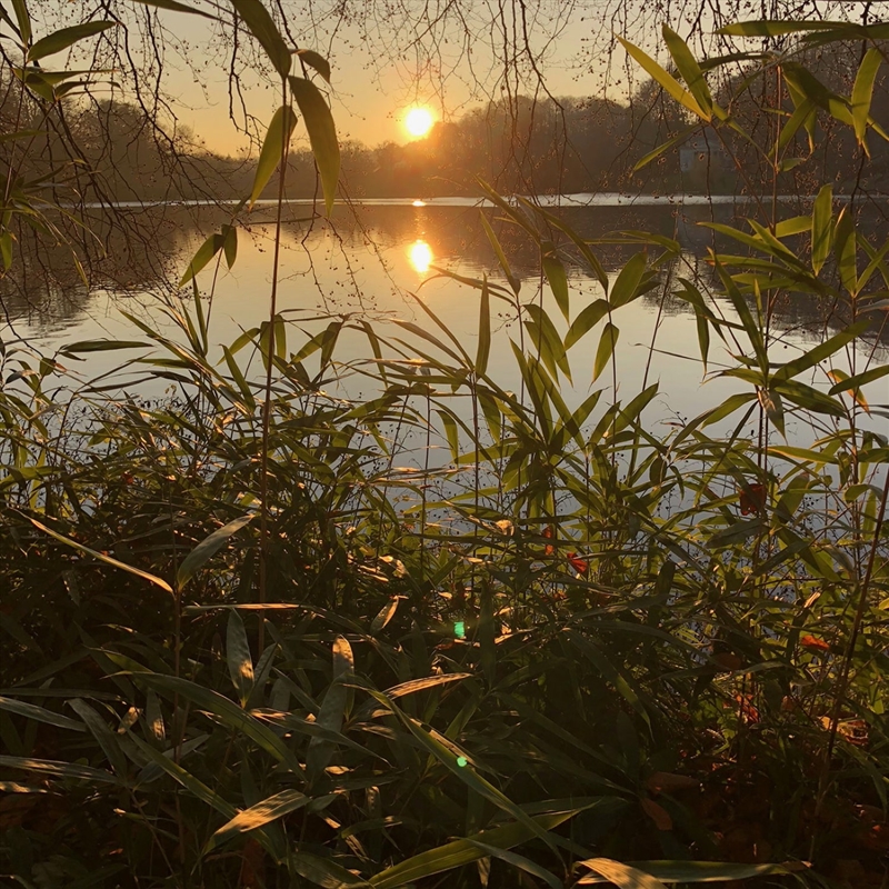 Photosynthesis/Product Detail/Dance