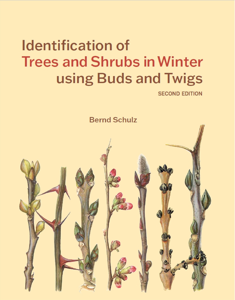 Identification of Trees and Shrubs in Winter using Buds and Twigs/Product Detail/Gardening