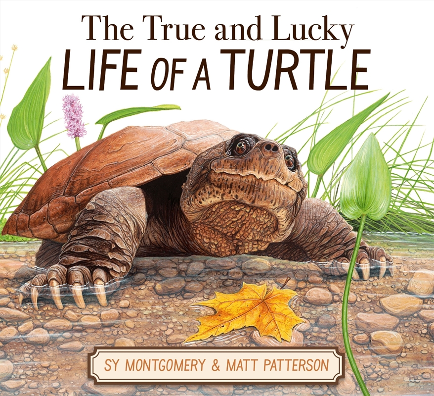 The True and Lucky Life Of a Turtle/Product Detail/Early Childhood Fiction Books