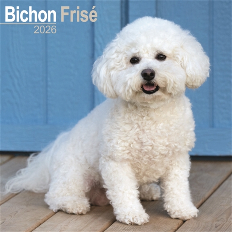 Bichon Frise Calendar 2026 Square Dog Breed Wall Calendar - 16 Month/Product Detail/Calendars & Diaries