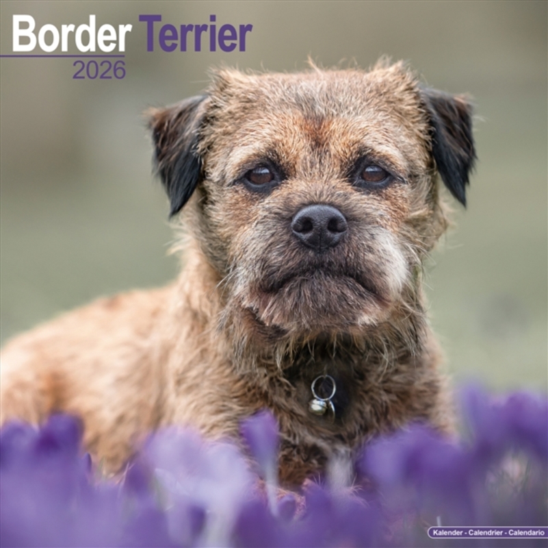 Border Terrier Calendar 2026 Square Dog Breed Wall Calendar - 16 Month/Product Detail/Calendars & Diaries