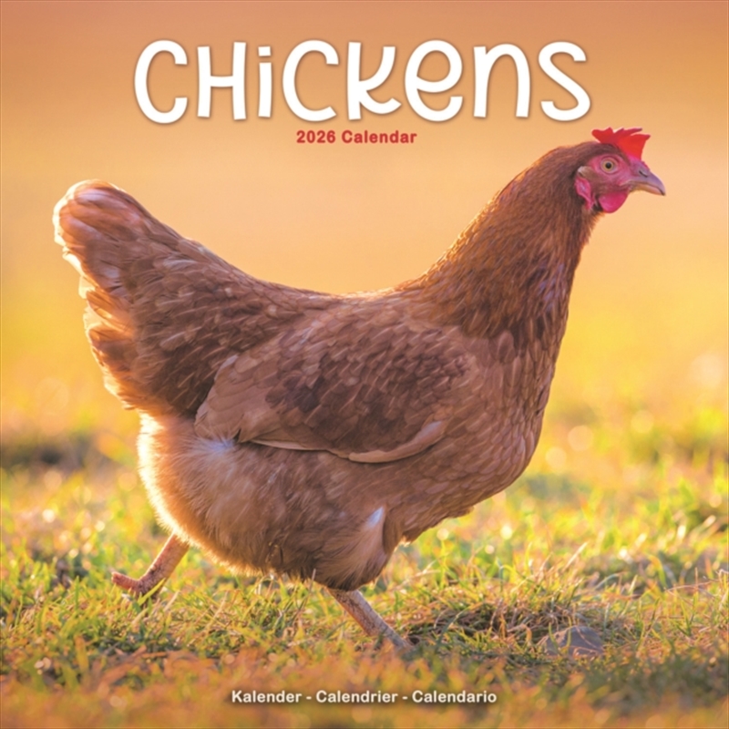Chickens Calendar 2026 Square Farm Animals & Birds Wall Calendar - 16 Month/Product Detail/Calendars & Diaries