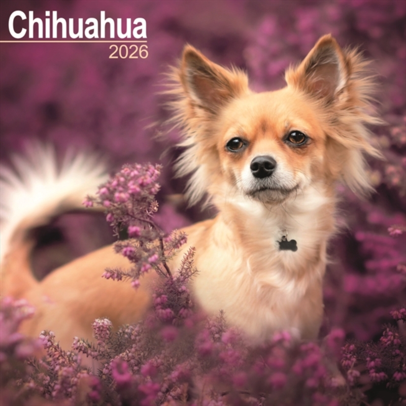 Chihuahua Calendar 2026 Square Dog Breed Wall Calendar - 16 Month/Product Detail/Calendars & Diaries