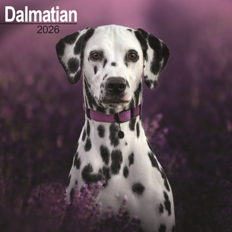 Dalmatian Calendar 2026 Square Dog Breed Wall Calendar - 16 Month/Product Detail/Calendars & Diaries