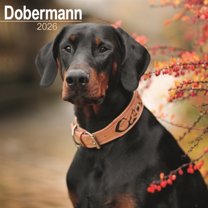 Dobermann (Euro) Calendar 2026 Square Dog Breed Wall Calendar - 16 Month/Product Detail/Calendars & Diaries