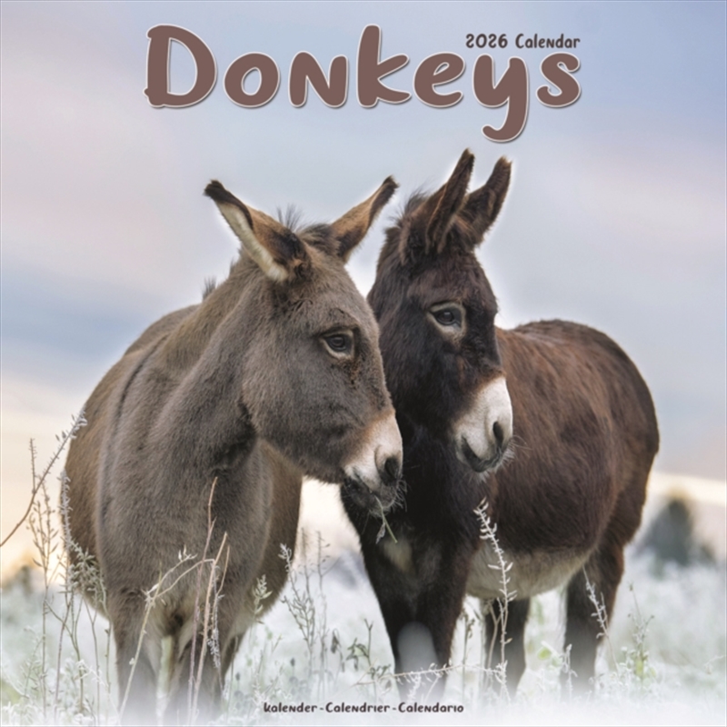 Donkeys Calendar 2026 Square Animal Wall Calendar - 16 Month/Product Detail/Calendars & Diaries