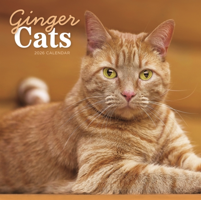 Ginger Cats Square Wall Calendar 2026/Product Detail/Calendars & Diaries