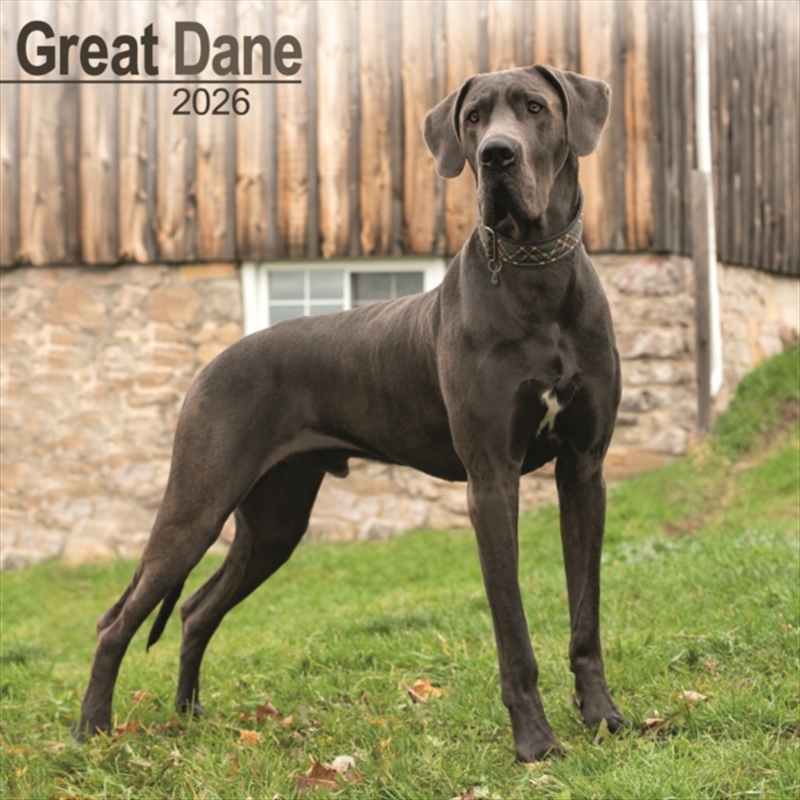 Great Dane (Euro) Calendar 2026 Square Dog Breed Wall Calendar - 16 Month/Product Detail/Calendars & Diaries