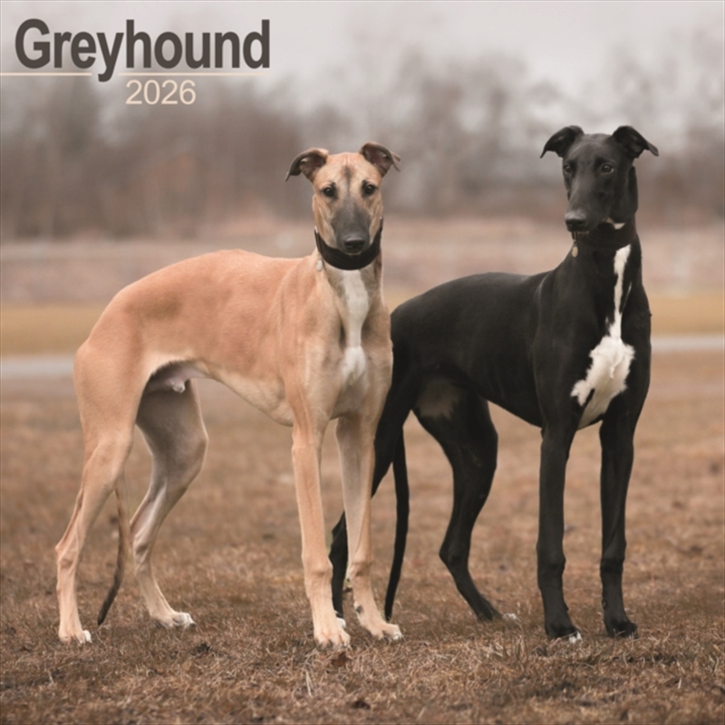 Greyhound Calendar 2026 Square Dog Breed Wall Calendar - 16 Month/Product Detail/Calendars & Diaries