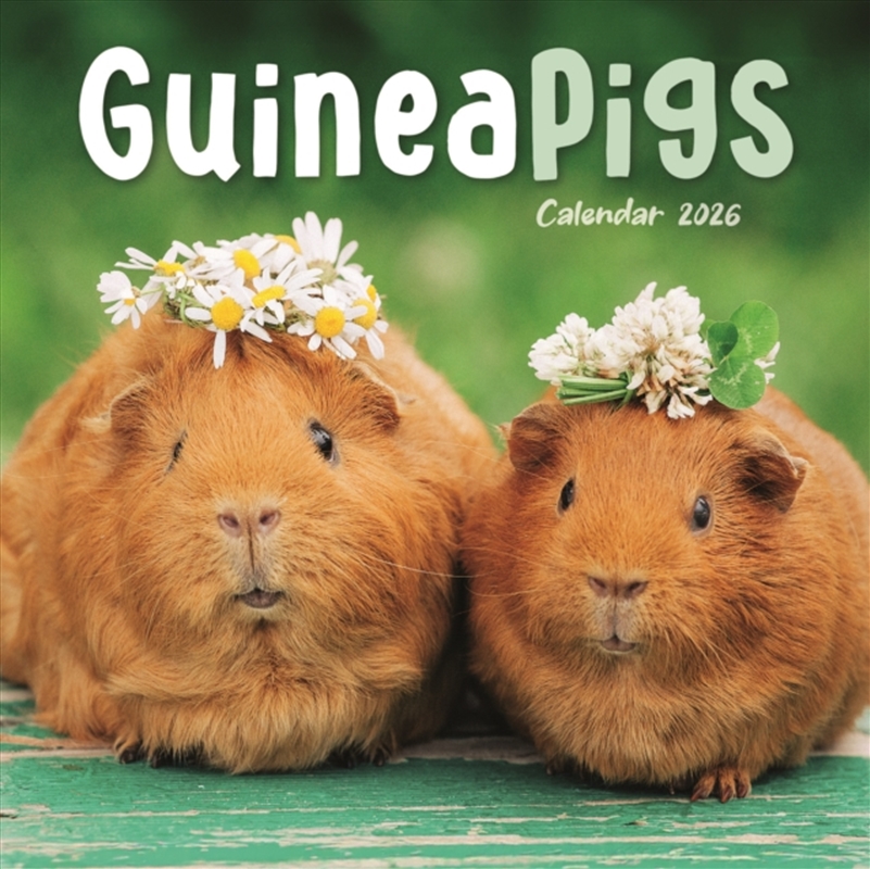 Guinea Pigs Square Mini Calendar 2026/Product Detail/Calendars & Diaries