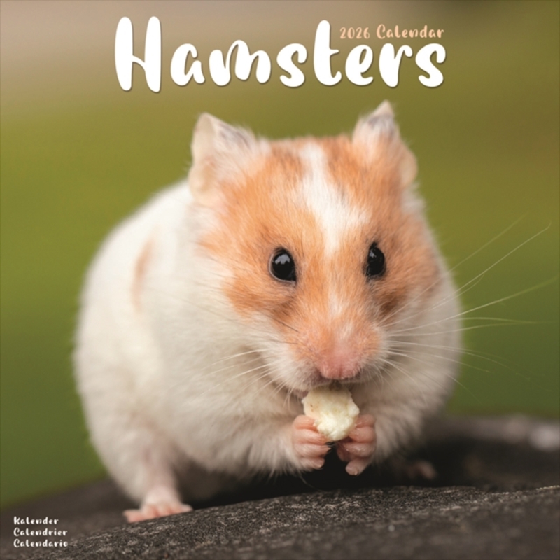 Hamsters Calendar 2026 Square Animal Wall Calendar - 16 Month/Product Detail/Calendars & Diaries