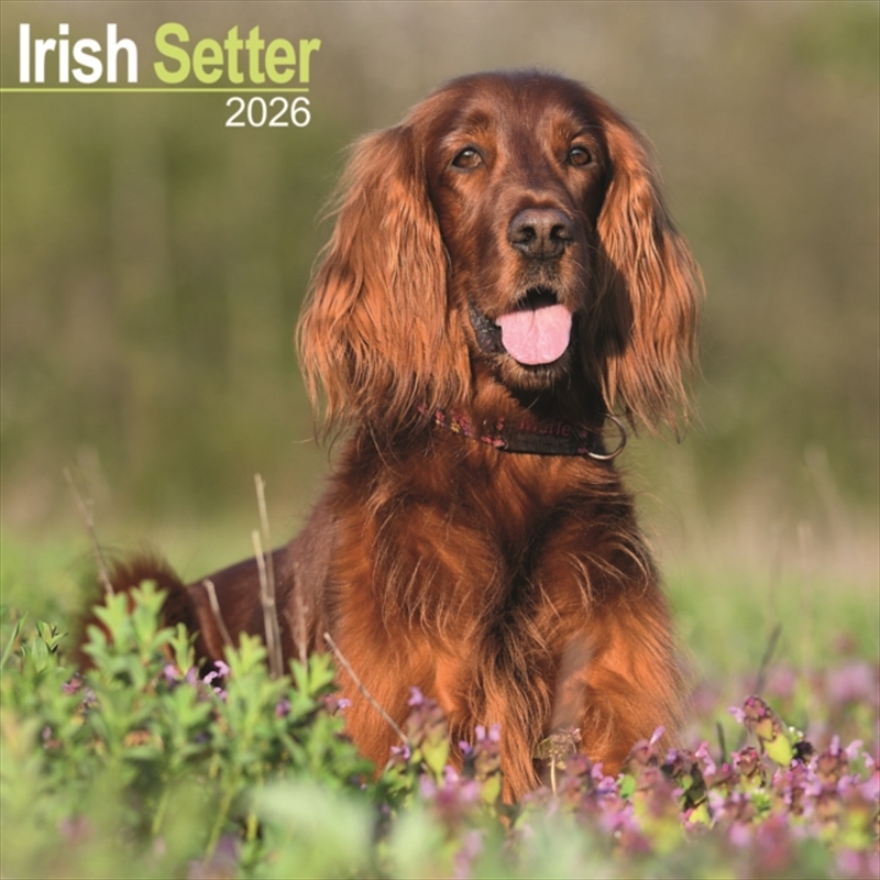 Irish Setter Calendar 2026 Square Dog Breed Wall Calendar - 16 Month/Product Detail/Calendars & Diaries