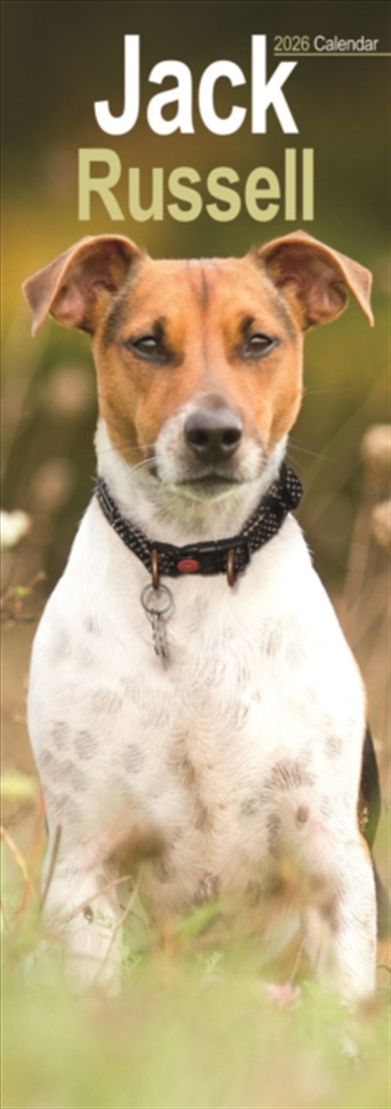 Jack Russell Slim Calendar 2026 Dog Breed Slimline Calendar - 12 Month/Product Detail/Calendars & Diaries