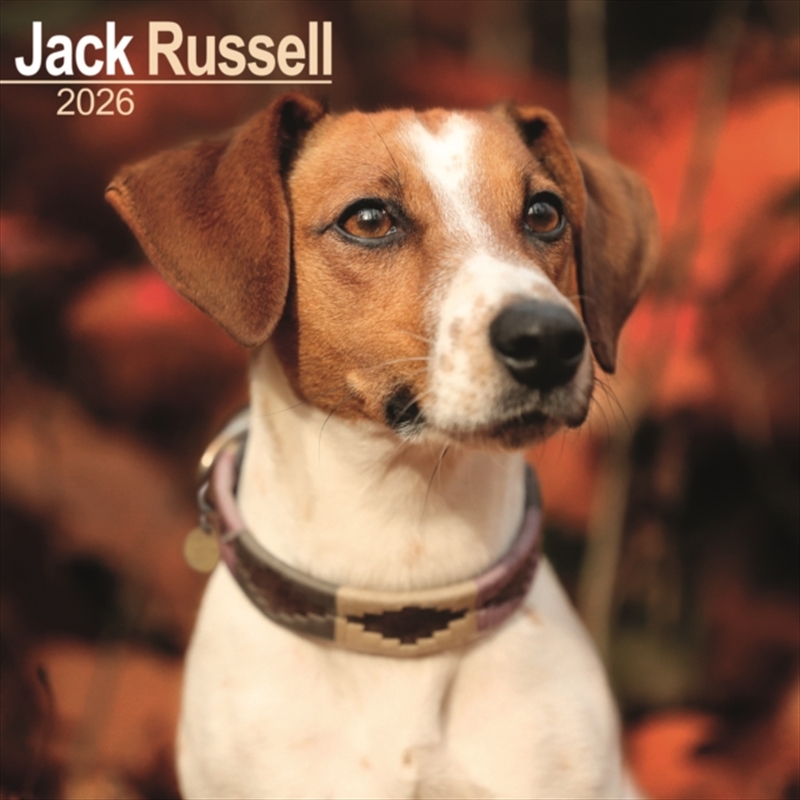 Jack Russell Calendar 2026 Square Dog Breed Wall Calendar - 16 Month/Product Detail/Calendars & Diaries